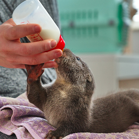 Otter-Handaufzucht Nemo beim Füttern mit der Flasche | Wisentgehege Springe