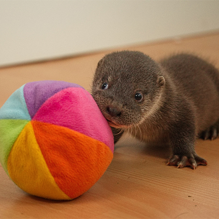 Otter-Findelkind Nemo ein paar Wochen alt, spielt mit einem Stoffball | Wisentgehege Springe